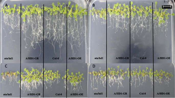 plant biology research figure 39