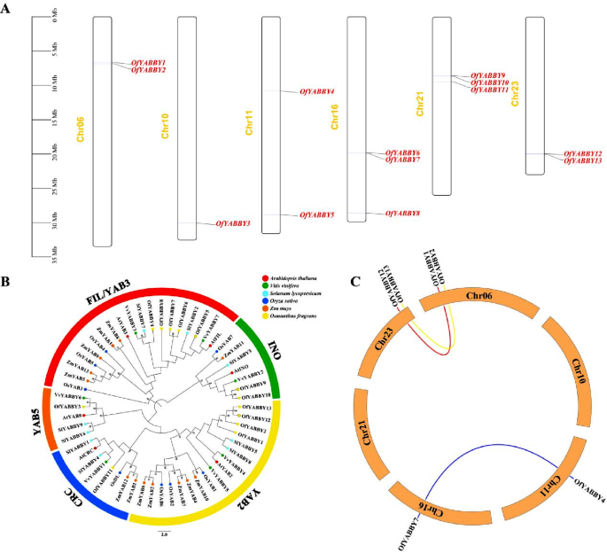 thesis transcription factor figure 1