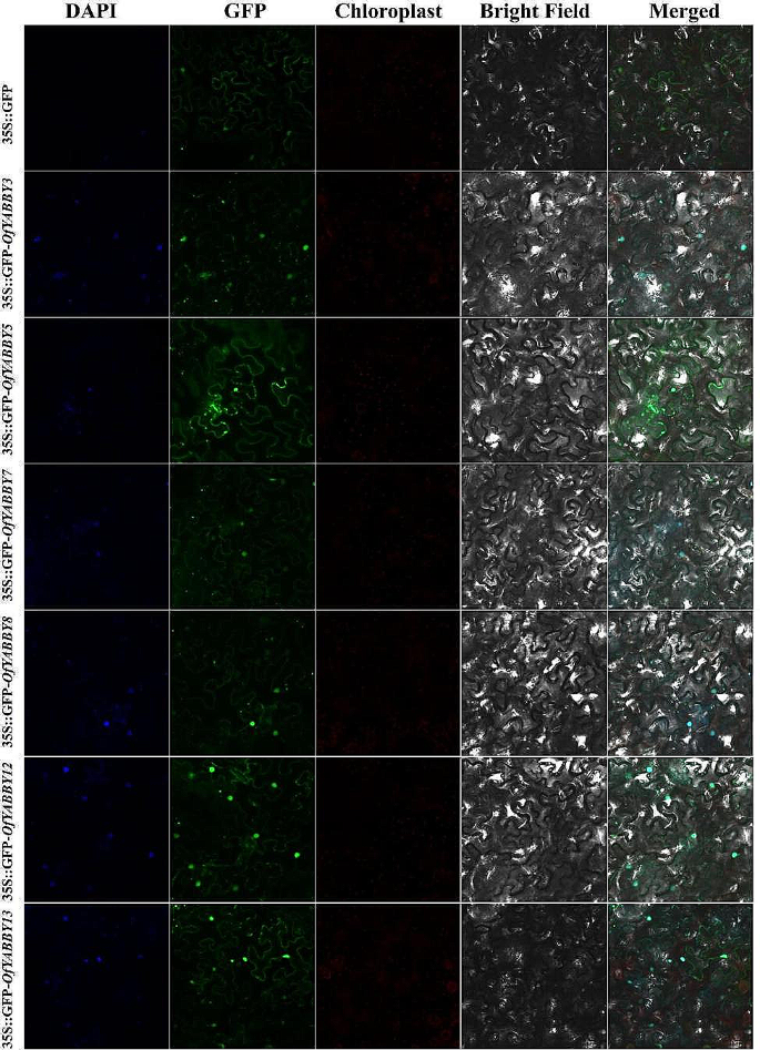 thesis transcription factor figure 3
