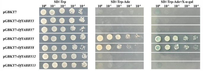 thesis transcription factor figure 4
