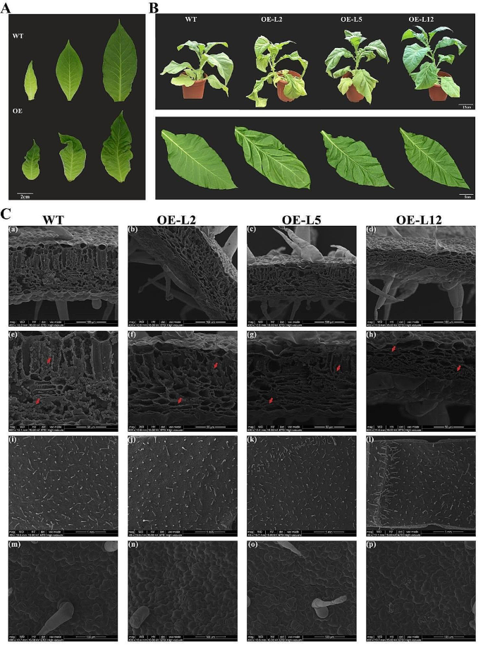 thesis transcription factor figure 5