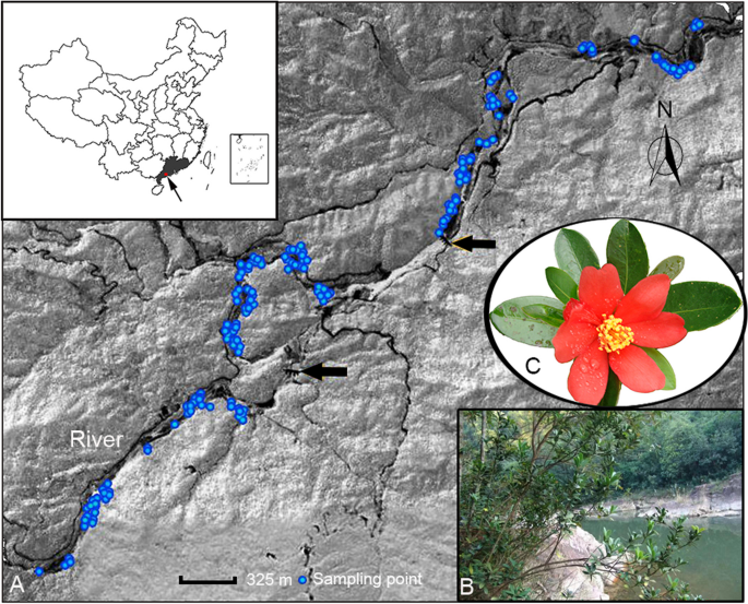 Azalea Structure Genetic structure and demographic analysis of a true single-population ...