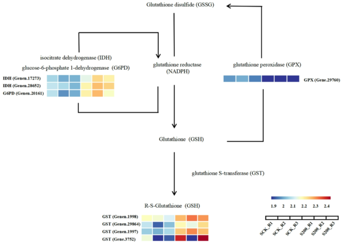 isocitrate dehydrogenase glutathione reductase Metabolic Responses to Reductive Stress NADPHThe Forgotten Reducing Equivalent -