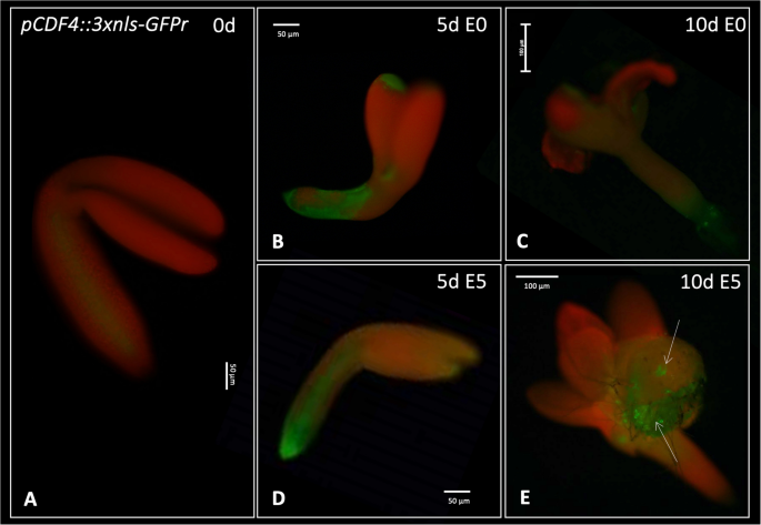 figure 11