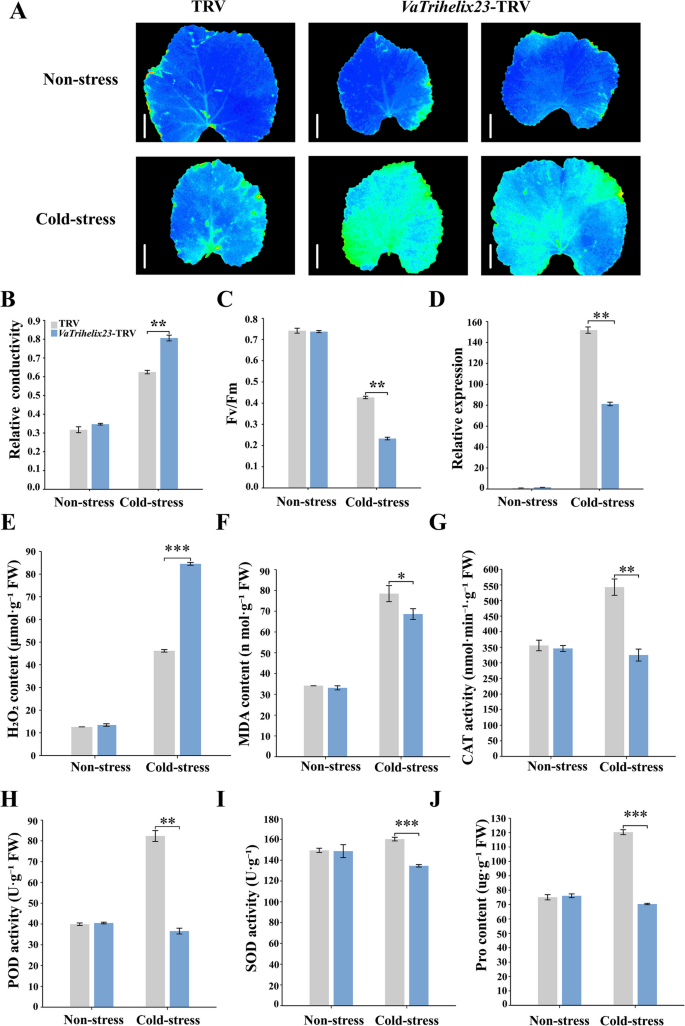 Genome-wide identification and characterization of the Trihelix ...