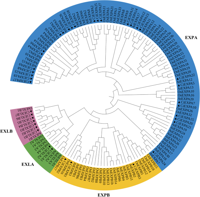 Comprehensive genomic analysis of the expansin gene family in pecan ...