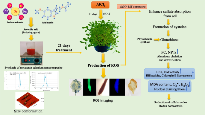 Regulation of aluminum induced oxidative stress in Brassica via roles of  sulfur metabolites and antioxidant responses mediated by a melatonin  selenium nanocomposite | BMC Plant Biology | Springer Nature Link