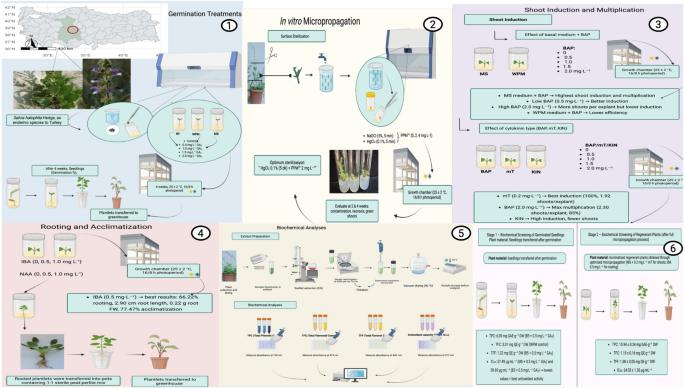 Development of an efficient in vitro micropropagation and biochemical ...