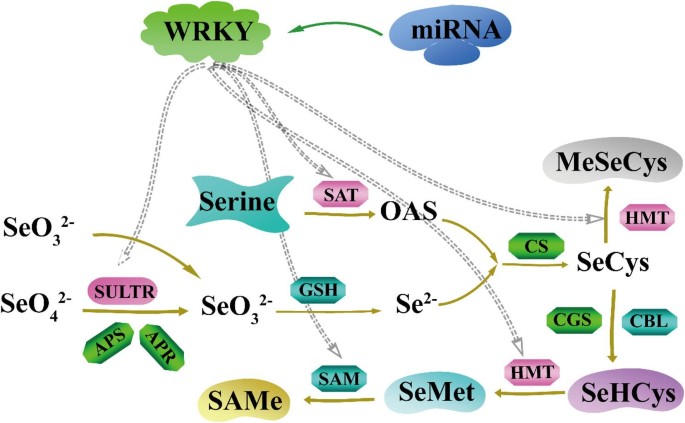 WRKY transcription factors govern selenium metabolism in Broussonetia papyrifera: genome-wide identification, expression profiling, and regulatory network analysis | BMC Plant Biology