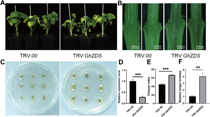 Infection-responsive alternative splicing of GhZDS is associated with Verticillium wilt resistance in cotton | BMC Plant Biology