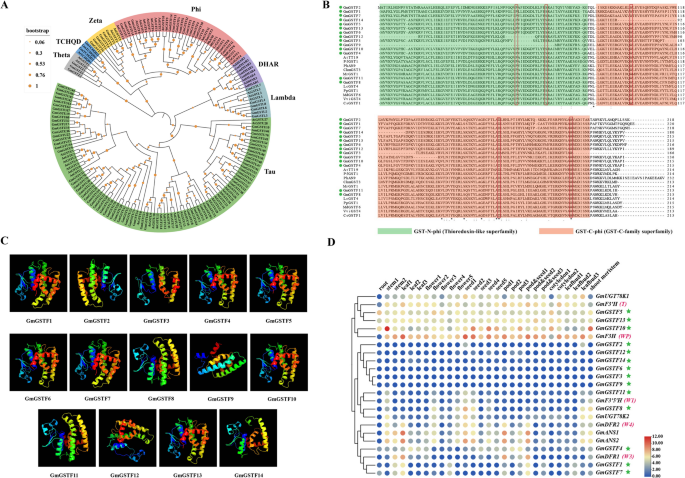 analysis of the glutathione s-transferase gst gene family Genome-wide characterization identifies GmGSTF8 and GmGSTF11 as anthocyanin-associated GSTs in soybean | BMC Plant Biology Desonide Ointment 0.05% for