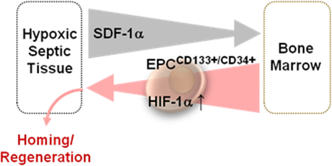 High Mobilization Of Cd133 Cd34 Cells Expressing Hif 1a And Sdf 1a In Septic Abdominal Surgical Patients Springerlink High Mobilization Of Cd133 Cd34 Cells Expressing Hif 1a And Sdf 1a In Septic Abdominal Surgical Patients Springerlink