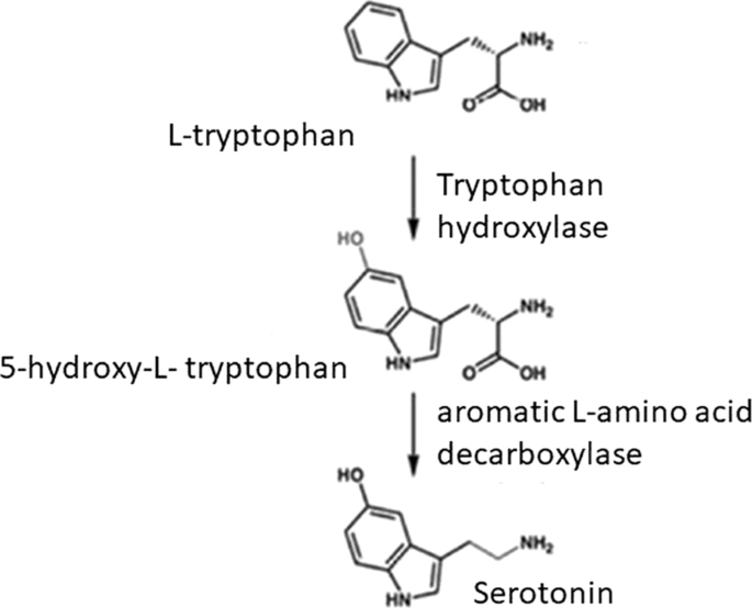 TPH1 gene polymorphism rs211105 is associated with serotonin and tryptophan  hydroxylase 1 concentrations in acute pancreatitis patients | BMC  Gastroenterology | Full Text