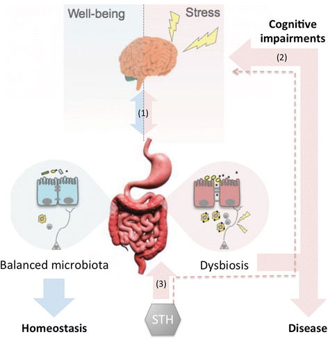 helminth infection and microbiota)