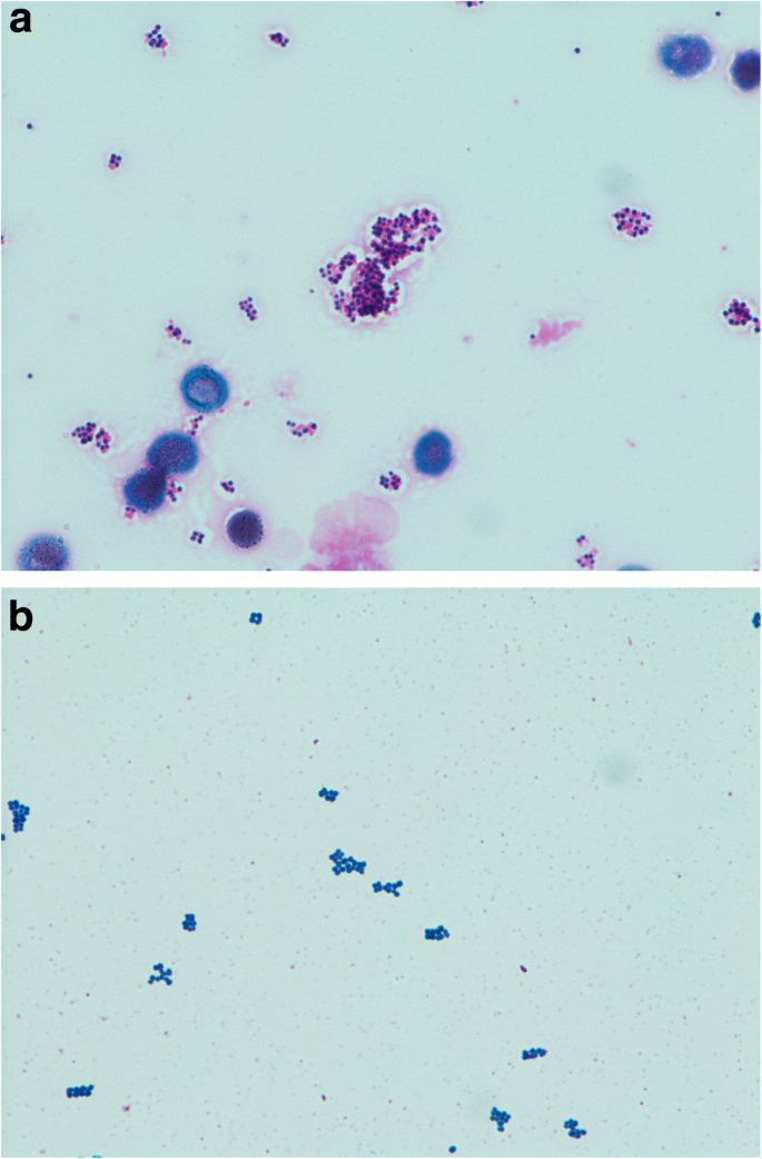 gram staining observation result and conclusion