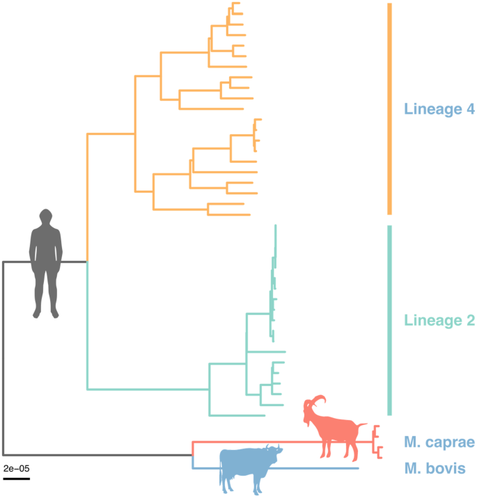 A case report of transmission and disease caused by Mycobacterium caprae and Mycobacterium bovis in Lima, Peru | BMC Infectious Diseases | Full Text A case report of transmission and disease caused by Mycobacterium caprae and Mycobacterium bovis in Lima, Peru | BMC Infectious Diseases | Full Text