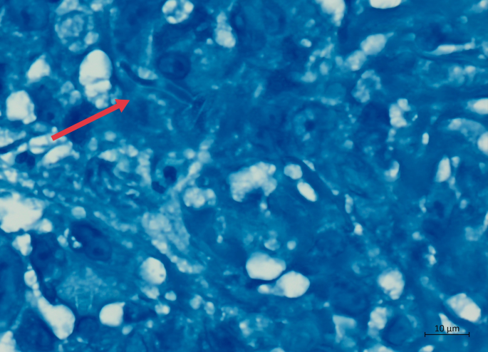 search terms for literature review figure 6