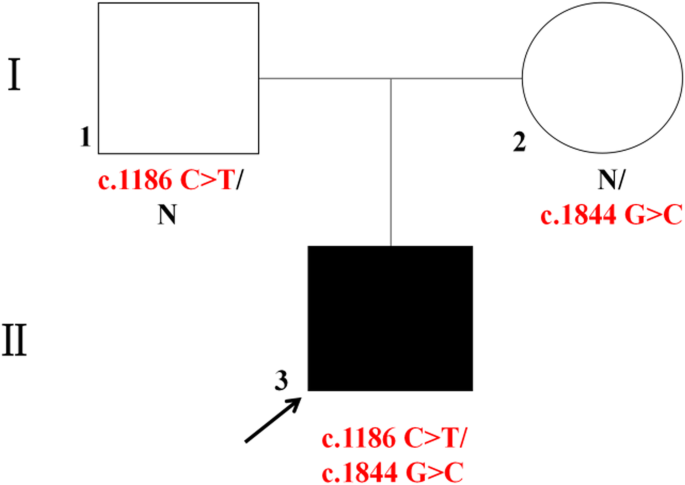 Whole Exome Sequencing Reveals Two Novel Compound Heterozygous Mutations In Twnk As A Cause Of The Hepatocerebral Form Of Mitochondrial Dna Depletion Syndrome A Case Report Bmc Medical Genetics Full Text