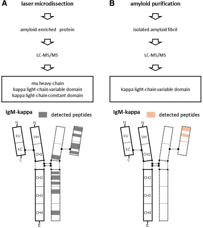 AL amyloidosis with non-amyloid forming monoclonal immunoglobulin  deposition; a case mimicking AHL amyloidosis | BMC Nephrology | Full Text