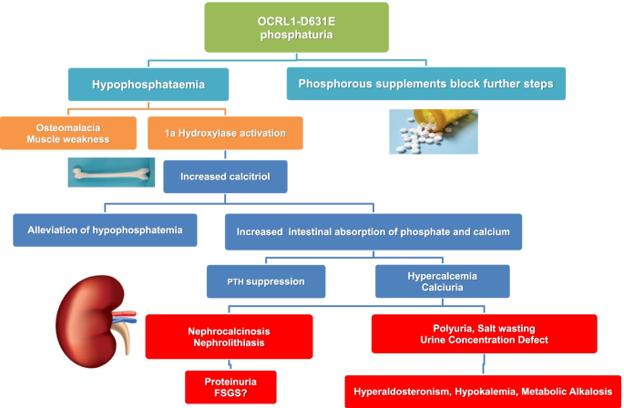 Dent-2 disease with a Bartter-like phenotype caused by the Asp631Glu  mutation in the OCRL gene | BMC Nephrology | Full Text