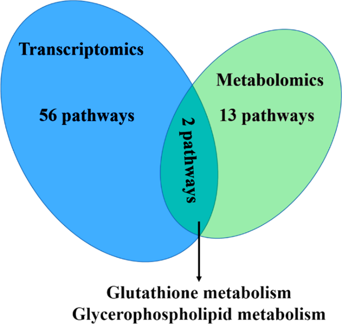 Parallel metabolomic and transcriptomic profiling reveals the cytotoxic mechanism of protein-bound uremic toxin p-cresol sulfate via disruption of glutathione and glycerophospholipid metabolism in MC3T3-E1 osteoblasts | BMC Nephrology