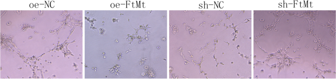 figure 15