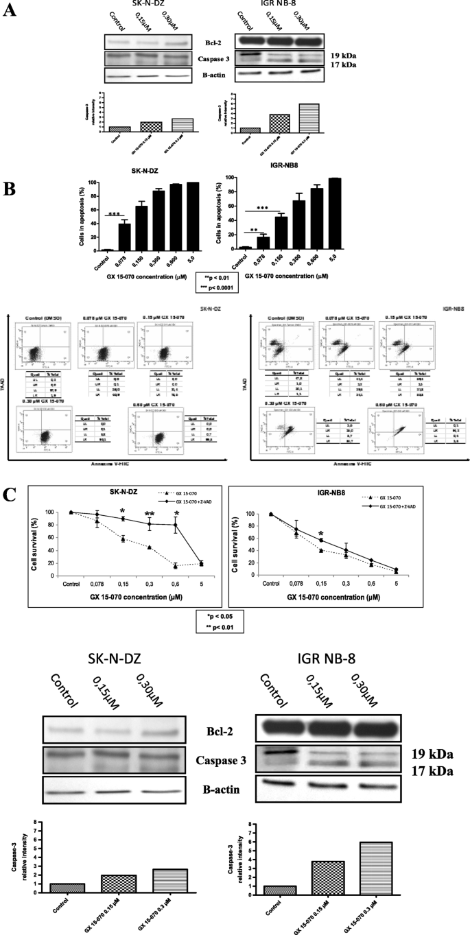 Gx15 070 Obatoclax A l 2 Family Proteins Inhibitor Engenders Apoptosis And Pro Survival Autophagy And Increases Chemosensitivity In Neuroblastoma Bmc Cancer Full Text