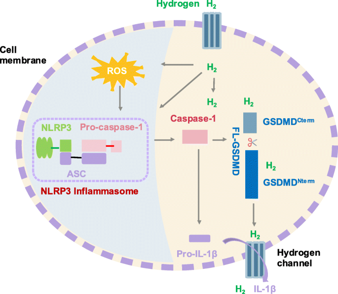 Hydrogen inhibits endometrial cancer growth via a  ROS/NLRP3/caspase-1/GSDMD-mediated pyroptotic pathway | BMC Cancer | Full  Text