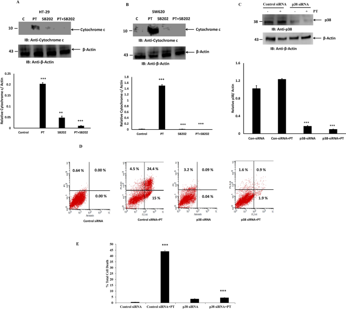 A Novel Coordination Complex Of Platinum Pt Induces Cell Death In Colorectal Cancer By Altering Redox Balance And Modulating Mapk Pathway Bmc Cancer Full Text