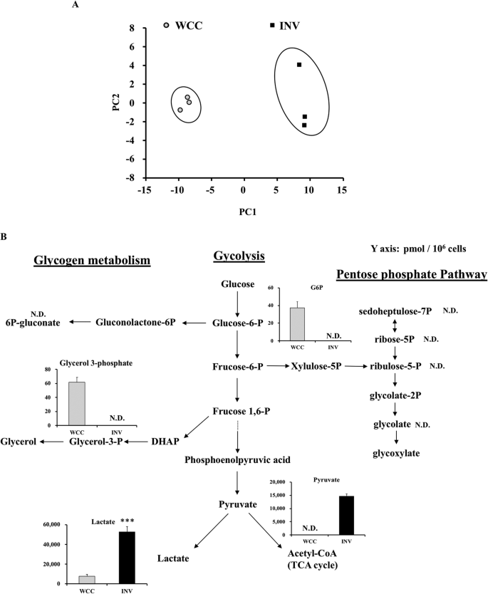 Metabolic Characterization Of Aggressive Breast Cancer Cells Exhibiting Invasive Phenotype Impact Of Non Cytotoxic Doses Of 2 Dg On Diminishing Invasiveness Bmc Cancer Full Text