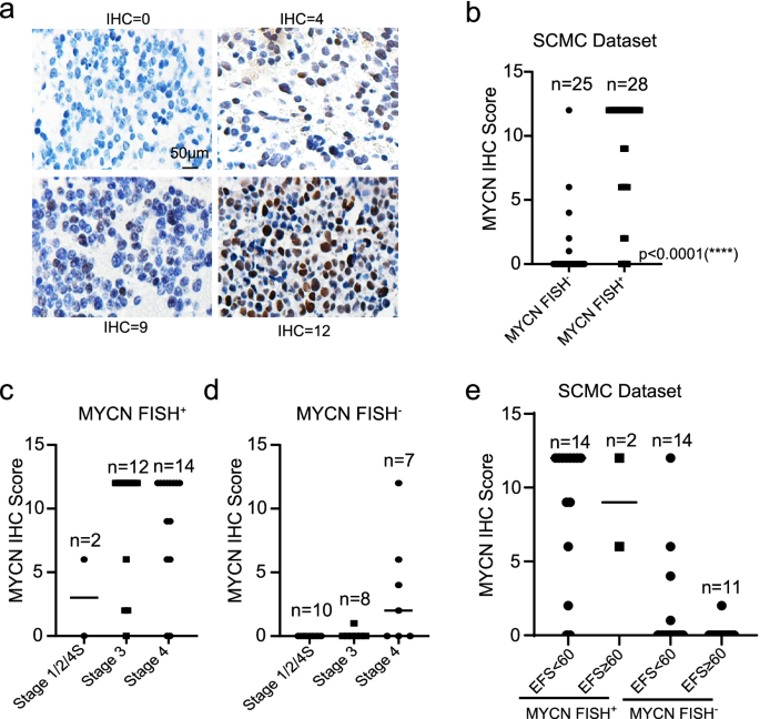 An ALYREF-MYCN coactivator complex drives neuroblastoma tumorigenesis  through effects on USP3 and MYCN stability