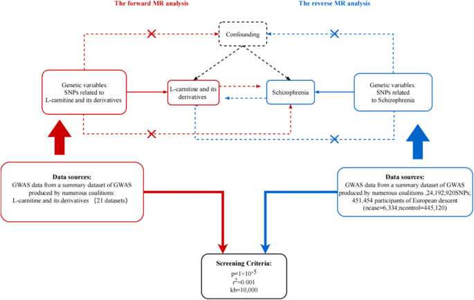 Evaluating the causal relationship of Levo-carnitine and risk of  schizophrenia: a bidirectional two-sample mendelian randomization study |  BMC Psychiatry