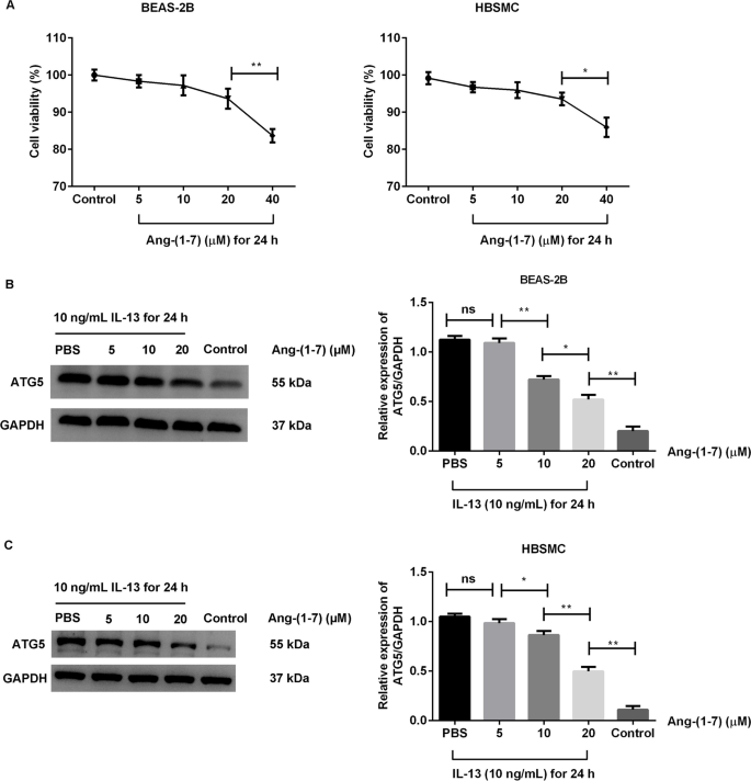 Effects of Ang-(1–7) on ATG5 protein expression in IL-13-treated BEAS-2B and HBSMC cells. 