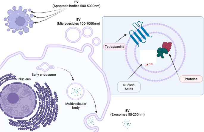 Extracellular vesicles in pulmonary diseases: roles and therapeutic ...