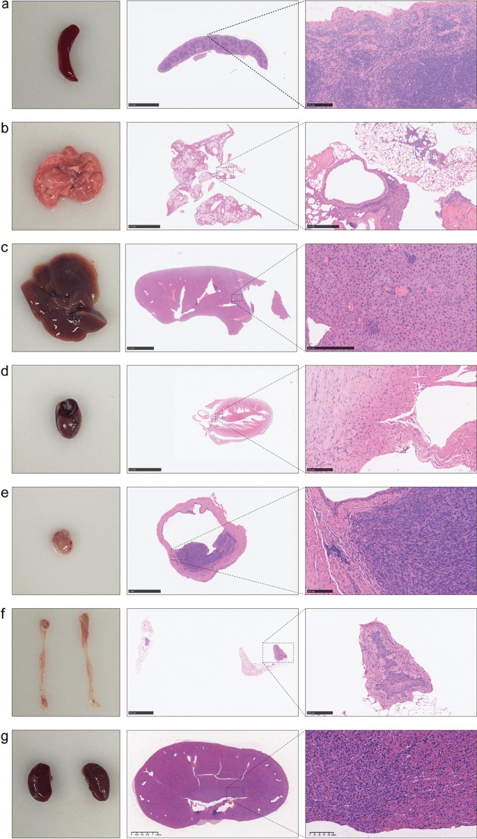 Establishment of an optimized orthotopic bladder cancer model in mice | BMC  Urology | Full Text