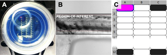 Standardized Mounting Method Of Zebrafish Embryos Using A 3d Printed Stamp For High Content Semi Automated Confocal Imaging Bmc Biotechnology Full Text Standardized Mounting Method Of Zebrafish Embryos Using A 3d Printed Stamp For High Content Semi Automated Confocal Imaging Bmc Biotechnology Full Text
