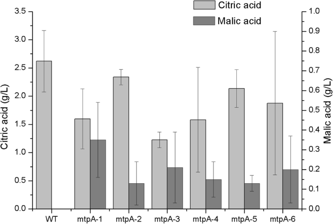 Disruption Of A Putative Mitochondrial Oxaloacetate Shuttle Protein In Aspergillus Carbonarius Results In Secretion Of Malic Acid At The Expense Of Citric Acid Production Bmc Biotechnology Full Text