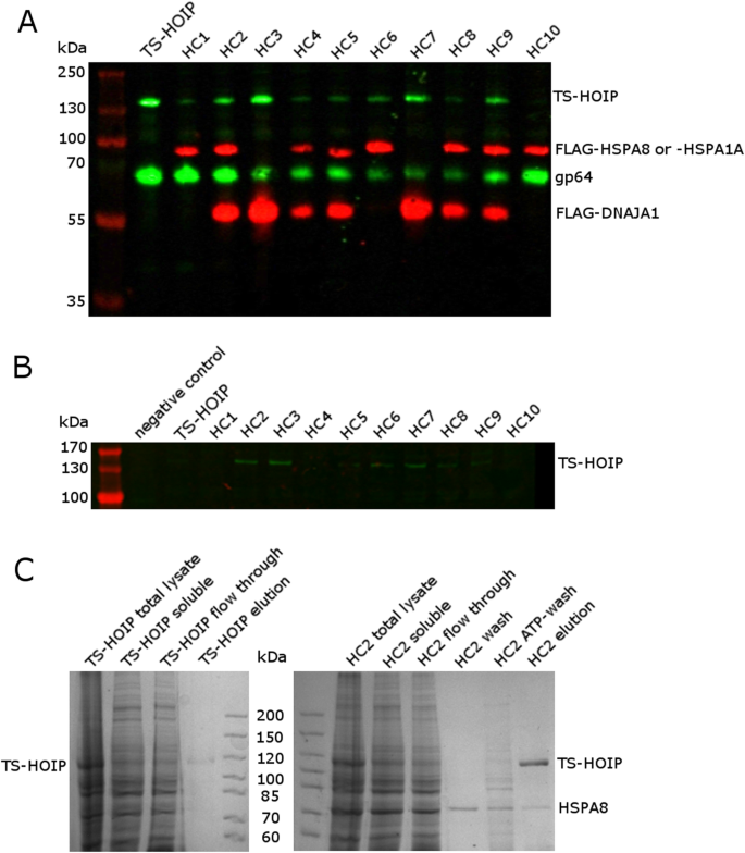 baculovirus expression vector