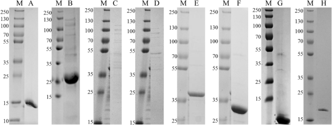 Novel kinase platform for the validation of the anti-tubercular 