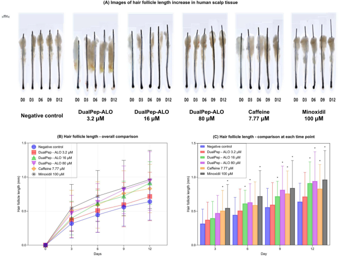 A novel cell-penetrating peptide supports hair follicle growth through  anti-inflammatory and growth factor–associated mechanisms in preclinical  models | BMC Biotechnology