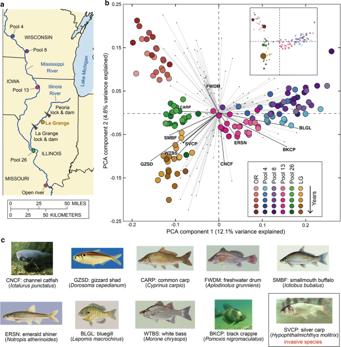 Enhanced Inference Of Ecological Networks By Parameterizing Ensembles Of Population Dynamics Models Constrained With Prior Knowledge Bmc Ecology Full Text