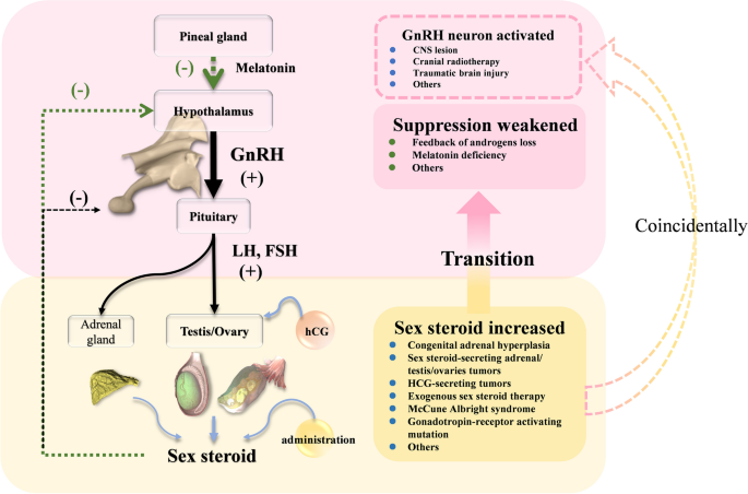 Puberty Central precocious puberty secondary to peripheral precocious puberty due  to a pineal germ cell tumor: a case and review of literature | BMC  Endocrine Disorders | Full Text