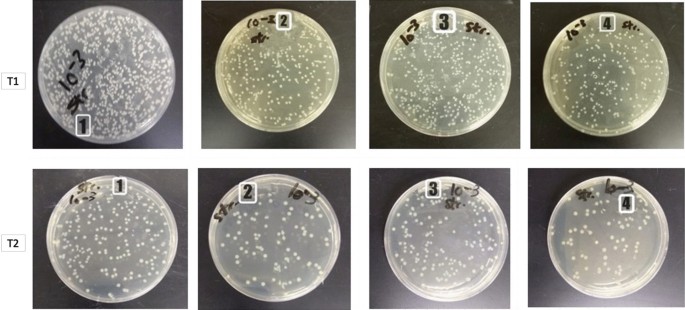 The antibacterial effect of silver, zinc-oxide and combination of silver/ zinc  oxide nanoparticles coating of orthodontic brackets (an in vitro study) |  BMC Oral Health | Full Text