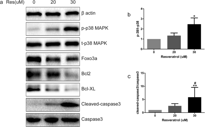 Resveratrol Induces Apoptosis Of Benign Prostatic Hyperplasia Epithelial Cell Line Bph 1 Through P38 Mapk Foxo3a Pathway Bmc Complementary Medicine And Therapies Full Text