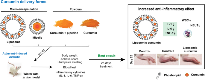 Anti-inflammatory effect of different curcumin preparations on  adjuvant-induced arthritis in rats | BMC Complementary Medicine and  Therapies | Full Text