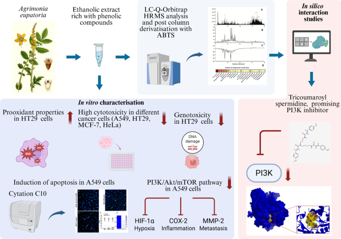 Inhibition of the PI3K signaling pathway in cancer cells by Agrimonia ...