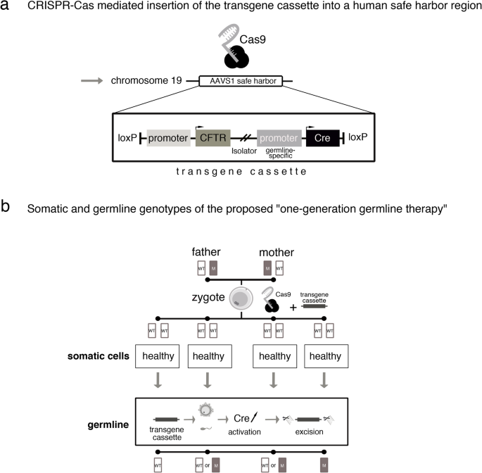 gene editing ethics essay figure 2
