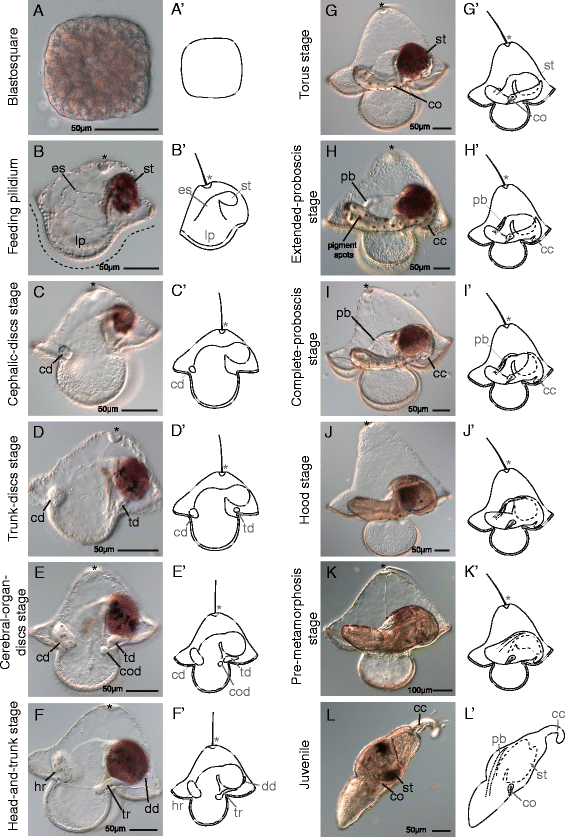 Hox genes pattern the anterior-posterior axis of the juvenile but not the  larva in a maximally indirect developing invertebrate, Micrura alaskensis  (Nemertea) | BMC Biology | Full Text