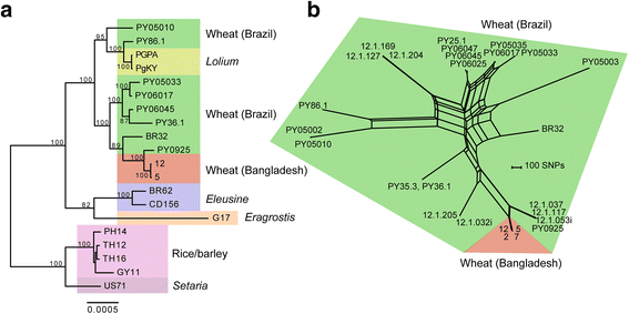 helminthosporium oryzae éhínség bengáliában