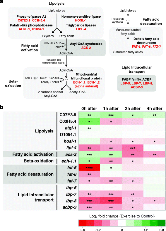 Single swim sessions in C. elegans induce key features of 